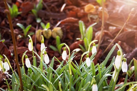 snowdrop flowers in early spring morning with sunlight