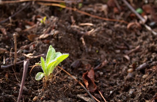 new seedling is coming out in early spring