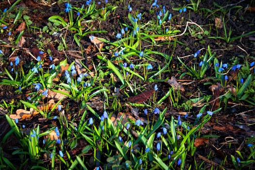 Scilla flowers in early spring morning with sunlight