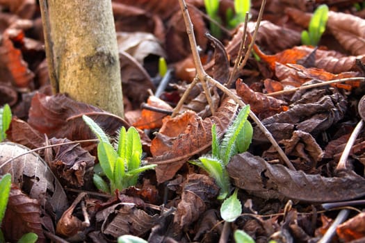 new seedlings are coming out in early spring