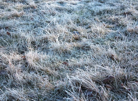 Hoarfrost on the grass in spring morning
