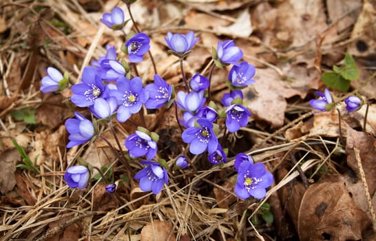 anemone hepatica flowers in the spring forest