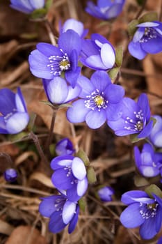 anemone hepatica flowers in the spring forest
