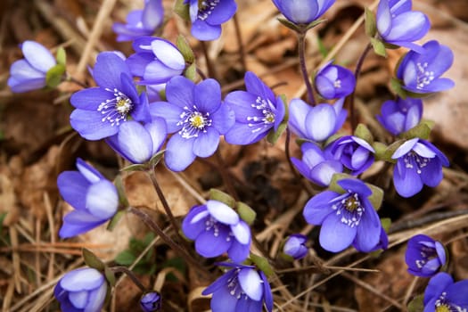 anemone hepatica flowers in the spring forest