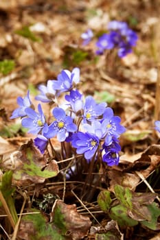 anemone hepatica flowers in the spring forest