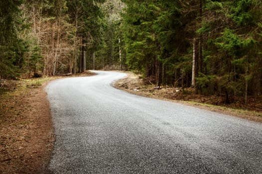 asphalt road on cloudy spring day in the forest