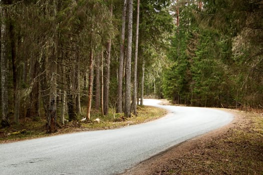 asphalt road on cloudy spring day in the forest