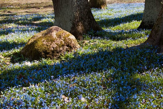 view to spring flowers in the park on sunny day