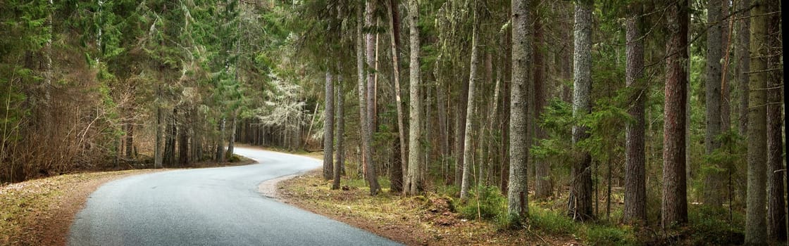 asphalt road on cloudy spring day in the forest