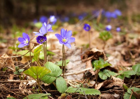 anemone hepatica flowers in the spring forest