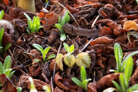 new seedlings are coming out in early spring