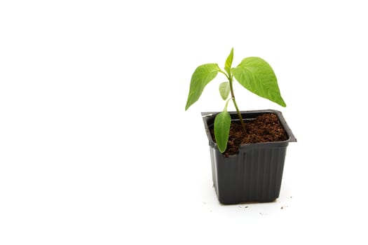 isolated young pepper seedling on white background