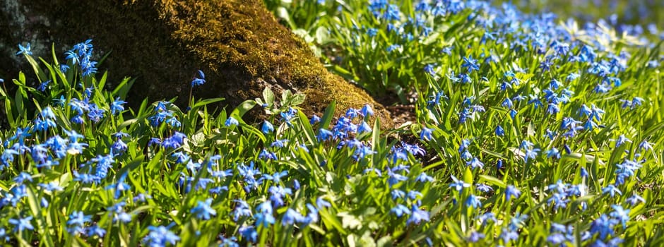 Panoramic view to spring flowers in the park