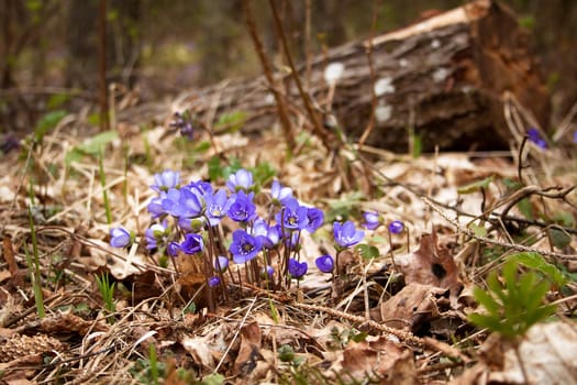 anemone hepatica flowers in the spring forest