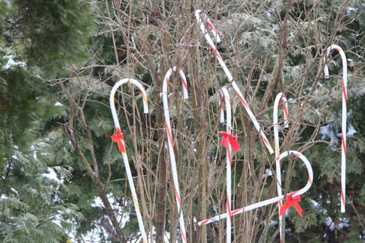 Red and white candy cane sticks hanging on a bush during holidays