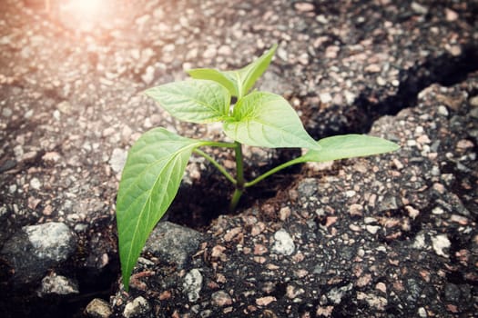 green plant growing from crack in asphalt