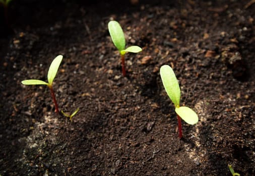 New flower seedlings growing in black soil