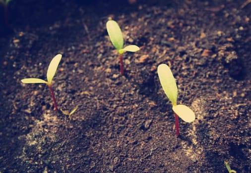 New flower seedlings growing in black soil