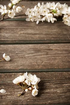 fresh cherry flowers on old wooden board