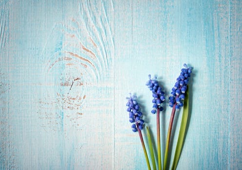 blue flowers muscari on old wooden board