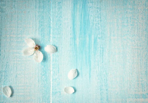 fresh cherry flowers on old wooden board