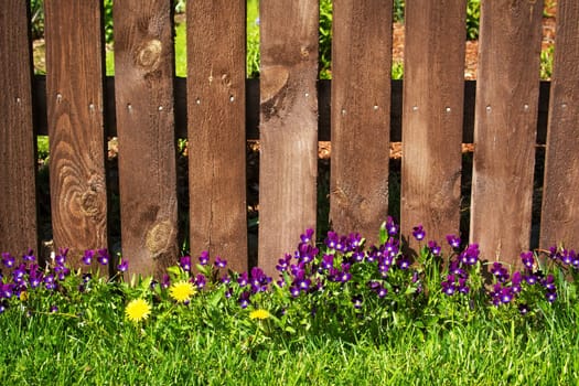 Flowers on a lawn near an old wooden fence