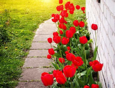 Tulips in flower beds and small footpath