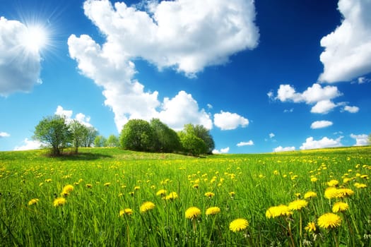 Green field with yellow dandelions and blue sky