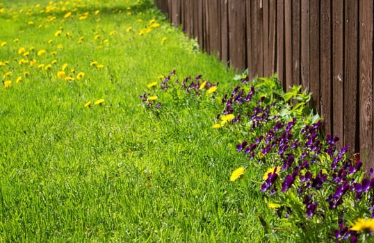 Flowers on a lawn near an old wooden fence