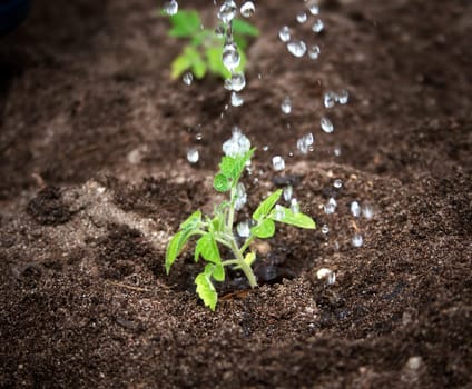 Water drops falling on small tomatoe seedling