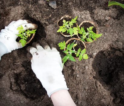 Hands putting tomato seedling into the soil