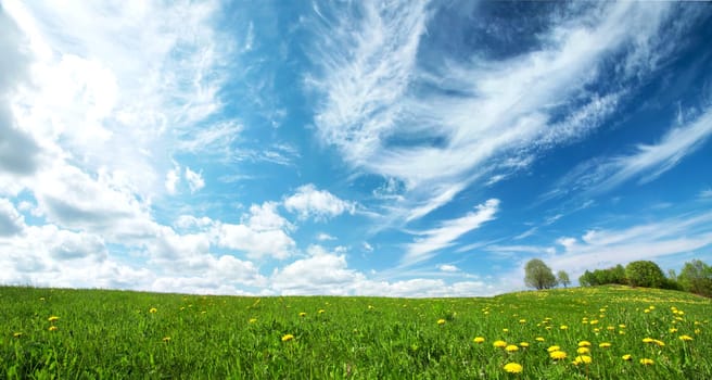 Green field with yellow dandelions and blue sky