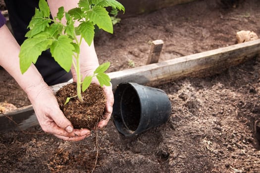 Hands putting tomato seedling into the soil