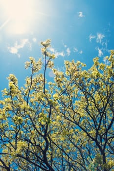 Maple branches on summy day with blue sky