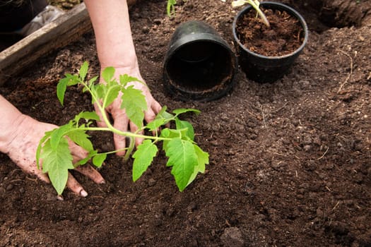 Hands putting tomato seedling into the soil