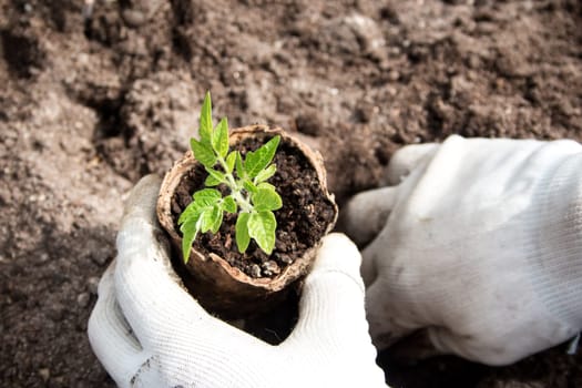 Hands putting tomato seedling into the soil