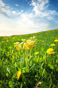cowslip flowers on the field at evening