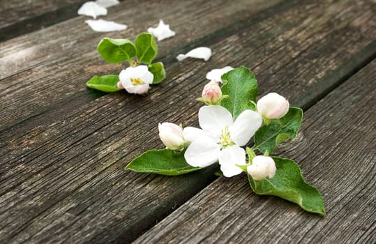 fresh apple flowers on old wooden board