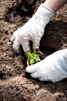 Hands putting tomato seedling into the soil