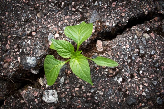 green plant growing from crack in asphalt