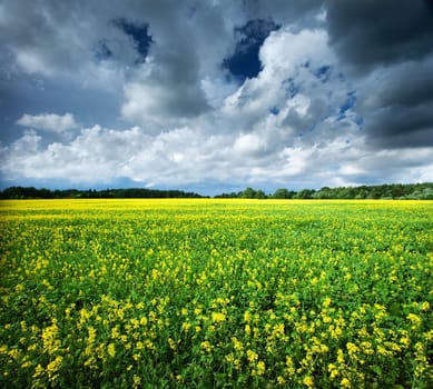 rape field with dramatic clouds in the sky