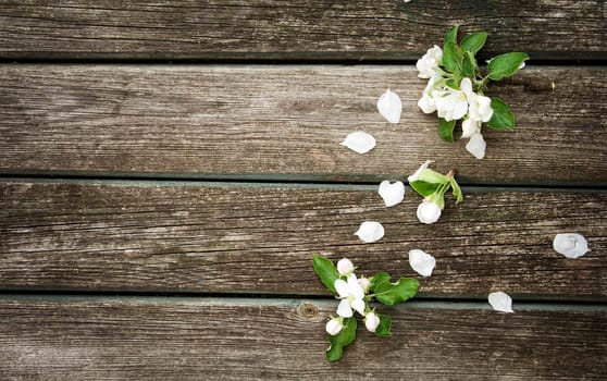 fresh apple flowers on old wooden board
