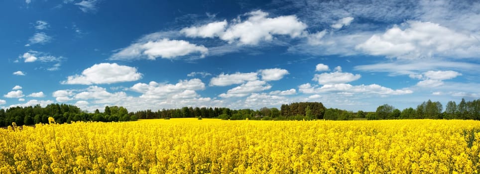 yellow rapeseed field panorama with beautiul sky