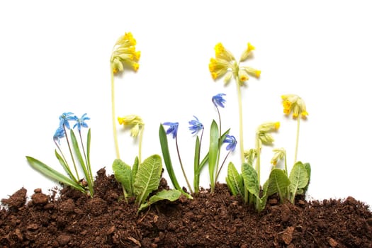Scilla and primula flowers on white background