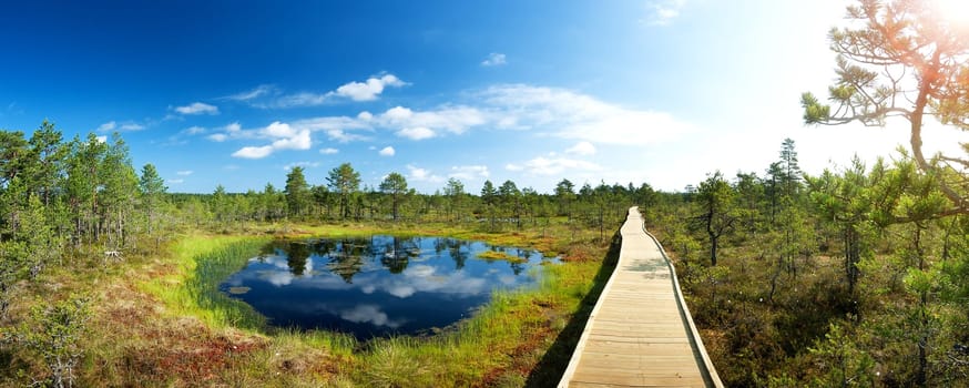 Viru bogs at Lahemaa national park in Estonia