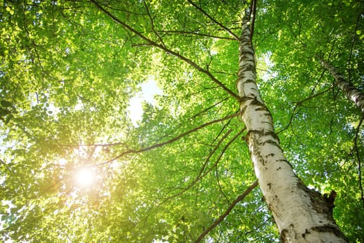 birch tree foliage in morning light with sunlight