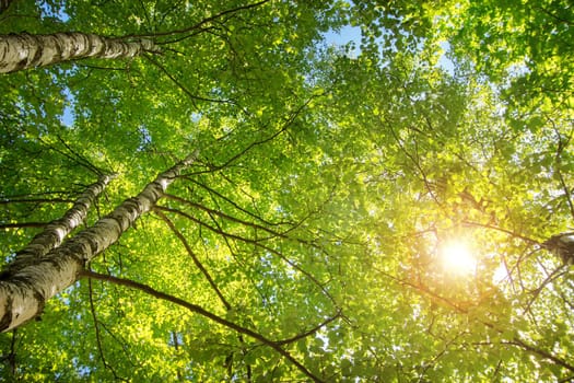 birch tree foliage in morning light with sunlight