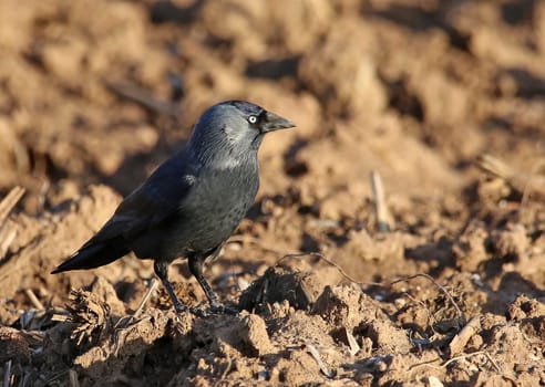 Jackdaw Coloeus monedula on harvested field