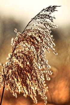 Inflorescence of reeds in Phragmites australis in the evening light