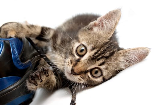 cute gray striped kitten playing with a boot